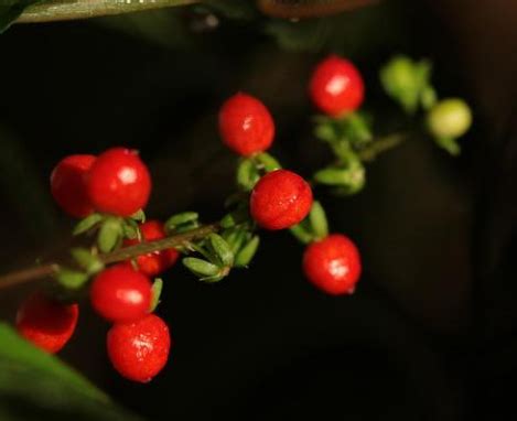 紅豆寓意|红豆古意：象征丰富，情深意长